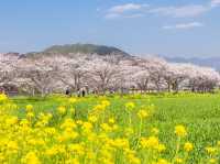 Chasing Sakura at Kusaba River at Daytime