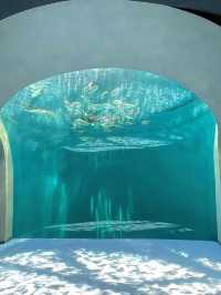 人生で出会った最高の水族館🪸私のTOP1！