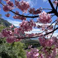 Hidden In Alishan, Taiwan!! Early Spring Cherry Blossoms