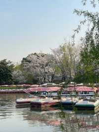 Gucun Park Cherry Blossoms- Shanghai's Largest Sakura Wonderland