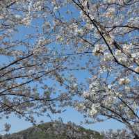 貓囒山·櫻花遍野