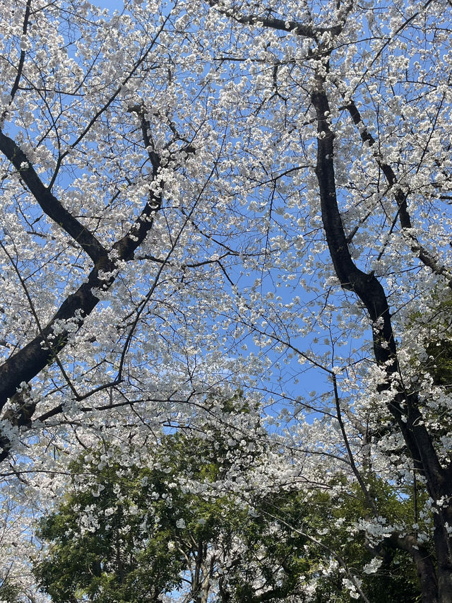 요요기공원 꽃놀이🌸🧺