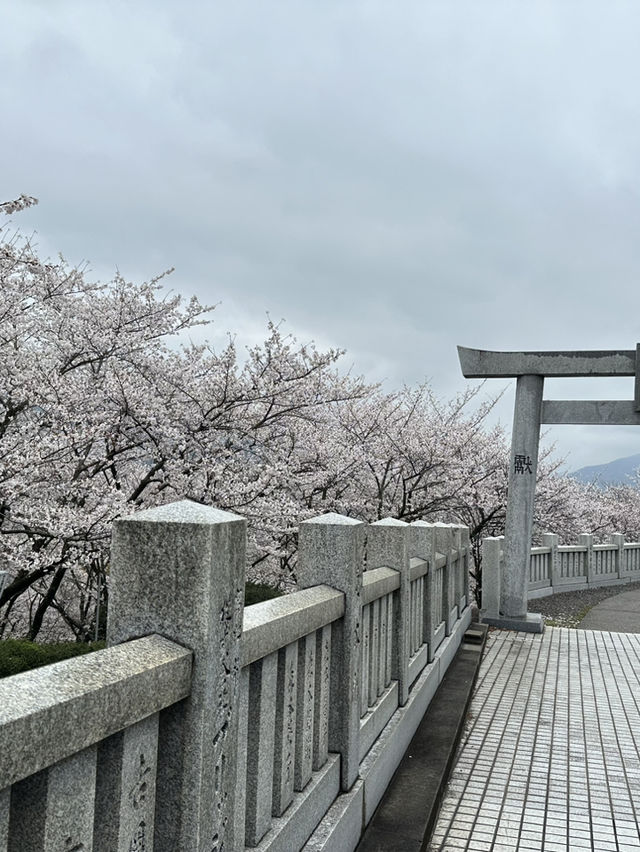 日本香川縣-賞櫻秘境「伊勢朝日山本宮」美到仙境
