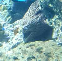 【日本】大洗水族館で海洋生物を観察！