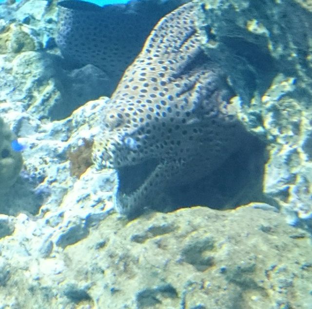 【日本】大洗水族館で海洋生物を観察！