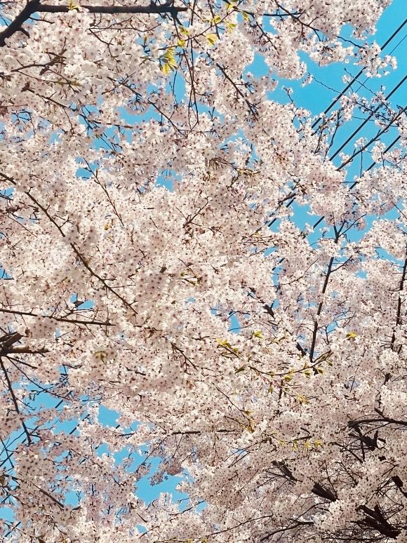 Spring's Urban Escape: Relaxing by the Water at Silgaecheon
