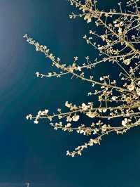 밤에 피는 팝콘을 볼 수 있는 곳🌸🌸벚꽃놀이
