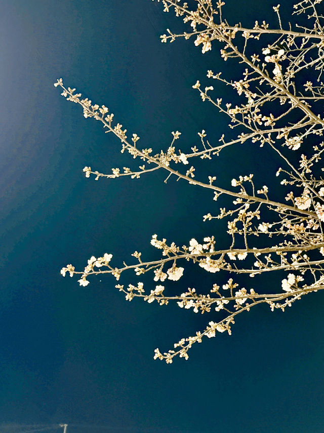 밤에 피는 팝콘을 볼 수 있는 곳🌸🌸벚꽃놀이