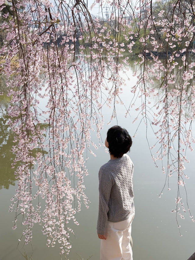 창녕 연지못을 따라 핑크빛으로 피어난 수양벚꽃💗