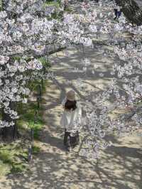 【兵庫/夙川】「さくら名所100選」に選ばれた桜の名所🌸