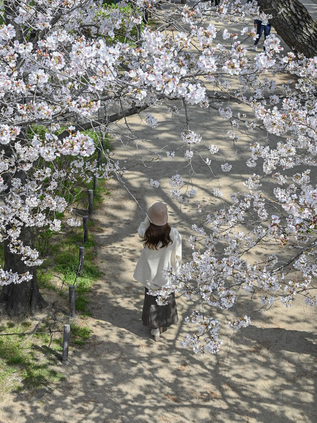 【兵庫/夙川】「さくら名所100選」に選ばれた桜の名所🌸