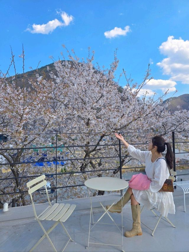 그림같은 벚꽃테라스를 즐기는 밀양카페🌸