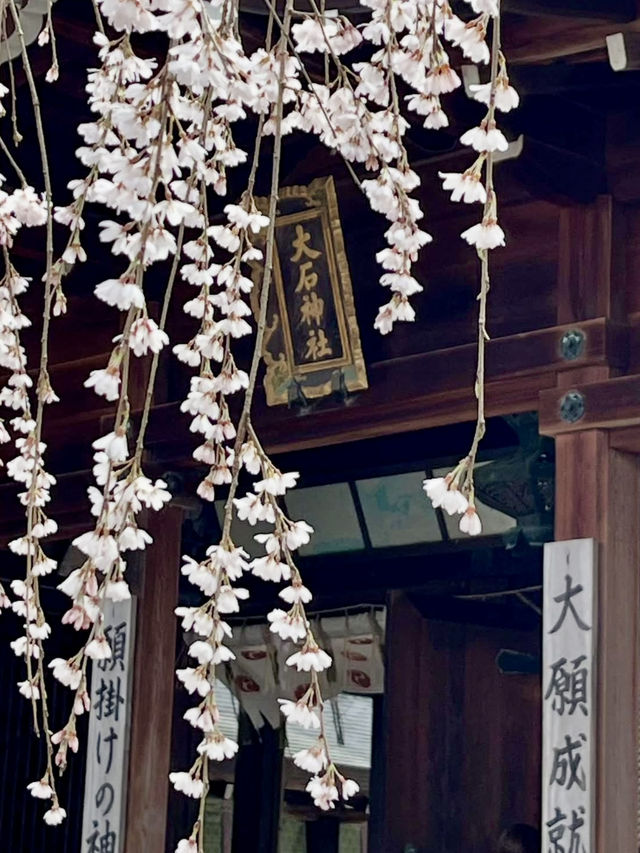 The Stunning Weeping Cherry Blossoms of Oishi Shrine