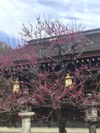 Spring at Kitano Tenmangū – A Plum Blossom Paradise