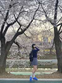 실시간 오늘자 벚꽃 만개한 양시숲 🍃🌸🌳