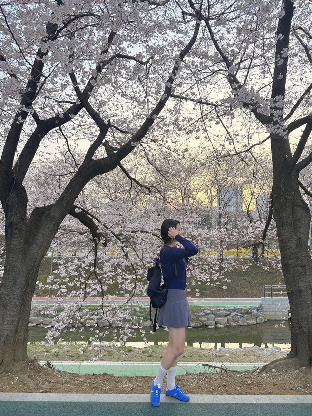 실시간 오늘자 벚꽃 만개한 양시숲 🍃🌸🌳