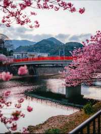 🌸💕 Sakura Magic: Petals, Peace & Pure Joy! 💕🌸