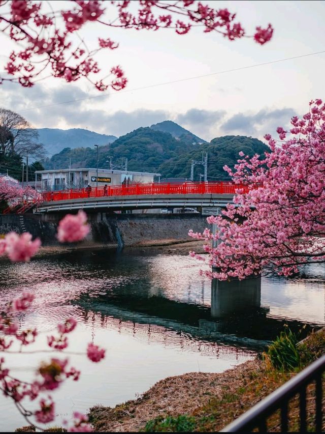 🌸💕 Sakura Magic: Petals, Peace & Pure Joy! 💕🌸