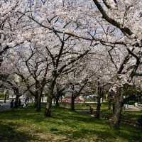 泊城公園～櫻醉神迷