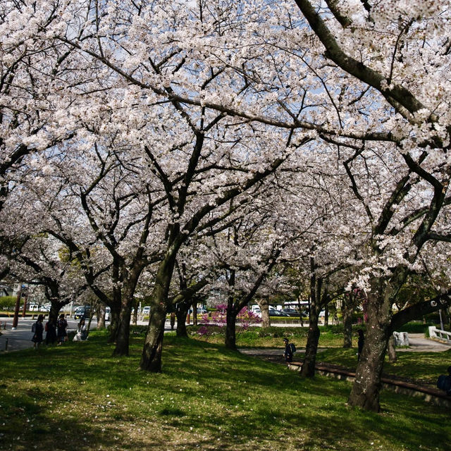 泊城公園～櫻醉神迷