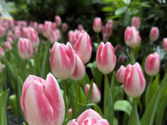  อัปเดตทิวลิปสุดสวยที่ Miracle of Natural