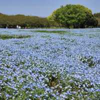 海之中道鬱金香節 – Uminonakamichi Tulip Festival