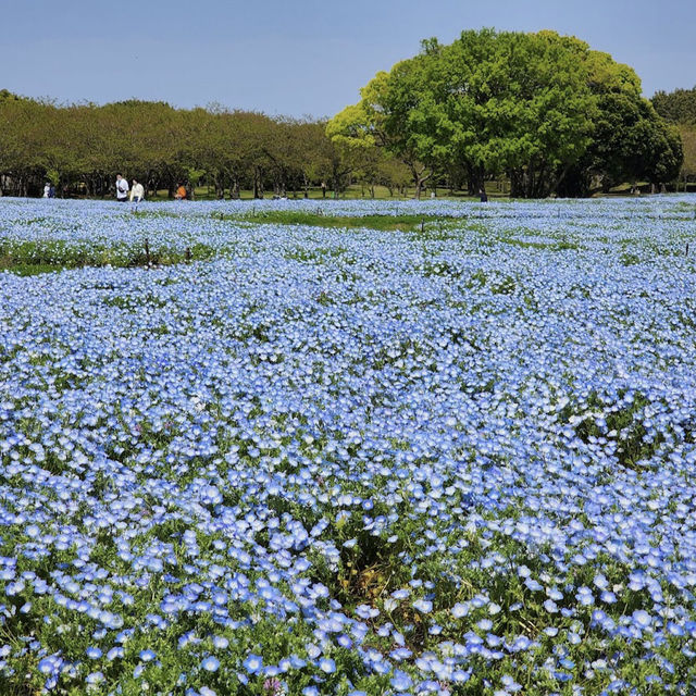 海之中道鬱金香節 – Uminonakamichi Tulip Festival