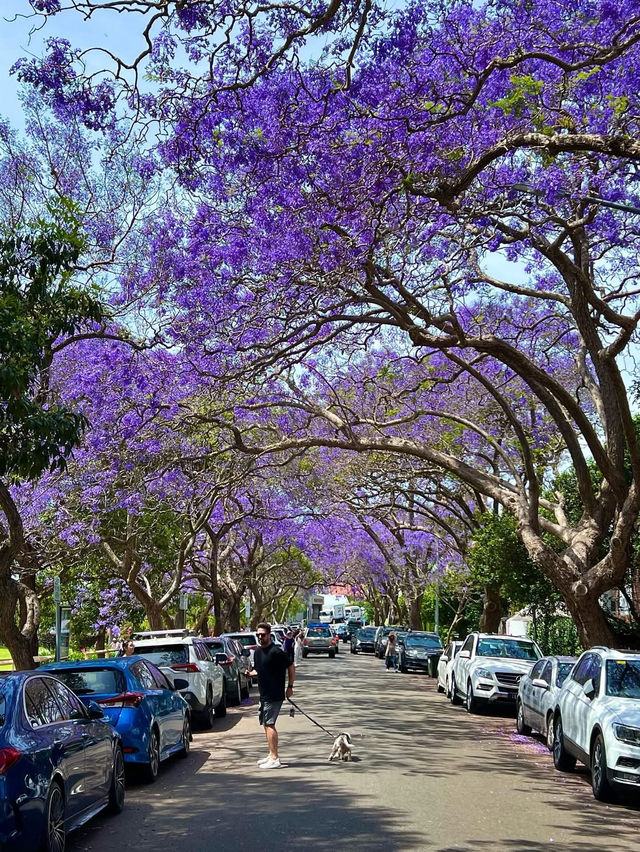 🌸 **Sydney’s Purple Paradise: Jacaranda Season Blooms into Magic!** 🌸   