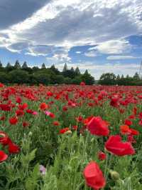 【埼玉】広大な敷地に、四季折々の花が咲き乱れる公園