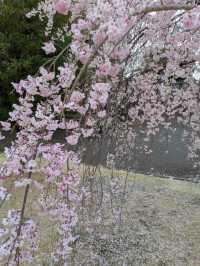 春のごほうび。桜に包まれる甲府城跡でのひととき