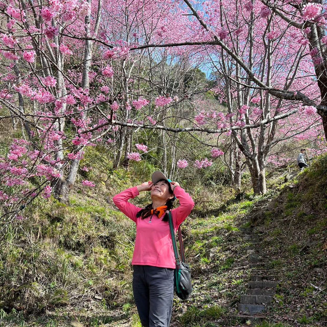 三色花景ㄧ次搞定的萬里林園