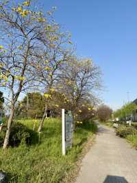 Spring Walks at Yumenoshima Green Road Park