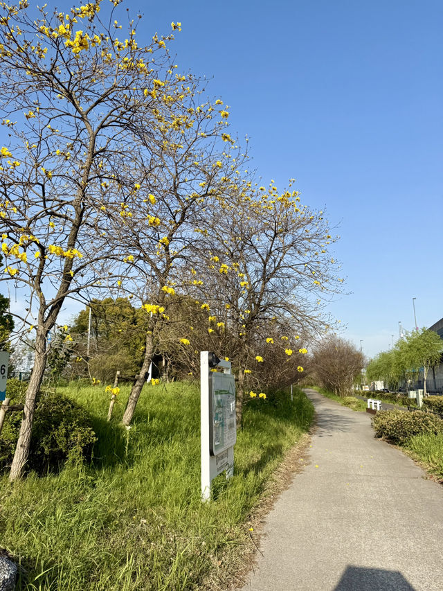 Spring Walks at Yumenoshima Green Road Park