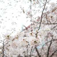 คาเฟ่สไตล์มินิมอลสุดชิล วิวดอกซากุระสุดปัง #โซล 🌸