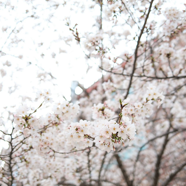 คาเฟ่สไตล์มินิมอลสุดชิล วิวดอกซากุระสุดปัง #โซล 🌸