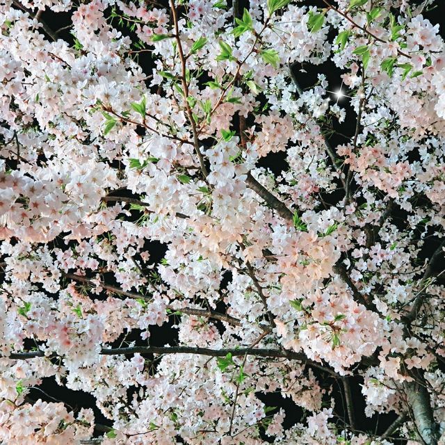 Cherry Blossom Season