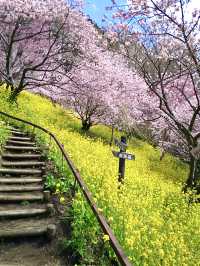 Cherry Blossoms in Full Bloom at Aguri Park Sagayamaen
