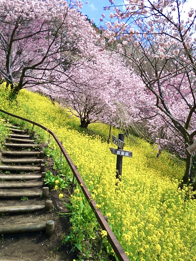 Cherry Blossoms in Full Bloom at Aguri Park Sagayamaen