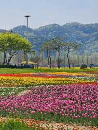 Floral Beauty of Namji Sports Park