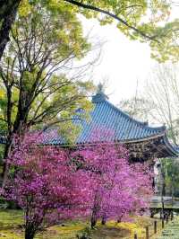 Kyoto Ninnaji Temple | 2025 Omuro Flower Festival Cherry Blossom Guide 🌸⛩️