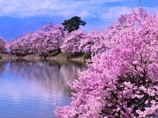 ที่ Rokudō-tsutsumi ฤดูใบไม้ผลิเริ่มต้นด้วยก้าวที่นุ่มนวลตามเสียงกระซิบของแม่น้ำ