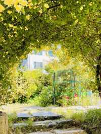 Discovering Rosa Banksiae Magic at "Rising Bloom"