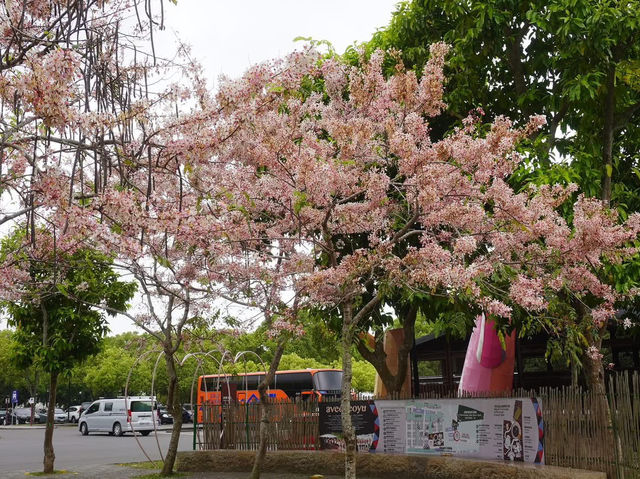阿里山國家風景區-管理處暨觸口遊客中心