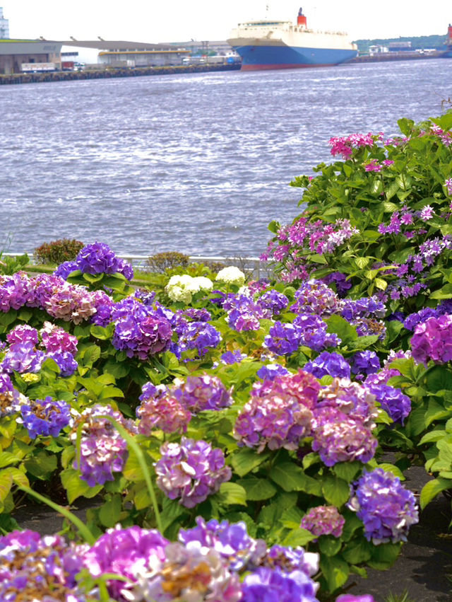【東京×台場】海と紫陽花、船のコラボ写真が撮れるスポット
