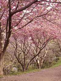 Double Cherry Blossoms at Busan Democracy Park