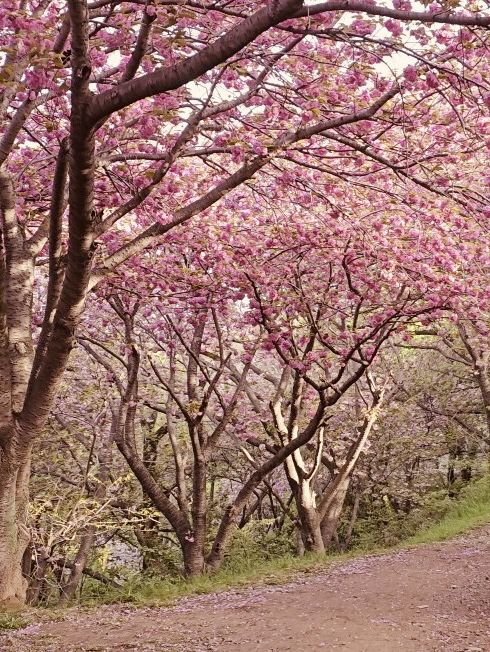 Double Cherry Blossoms at Busan Democracy Park