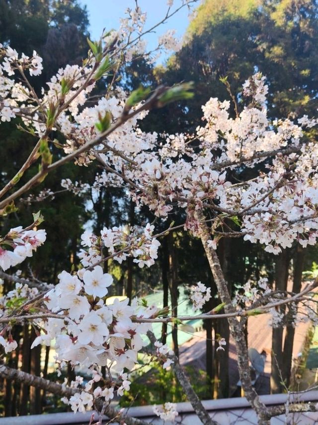 嘉義阿里山櫻花繽紛綻放