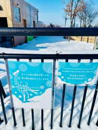 【北海道】旭山動物園：冬日限定超萌企鵝巡遊