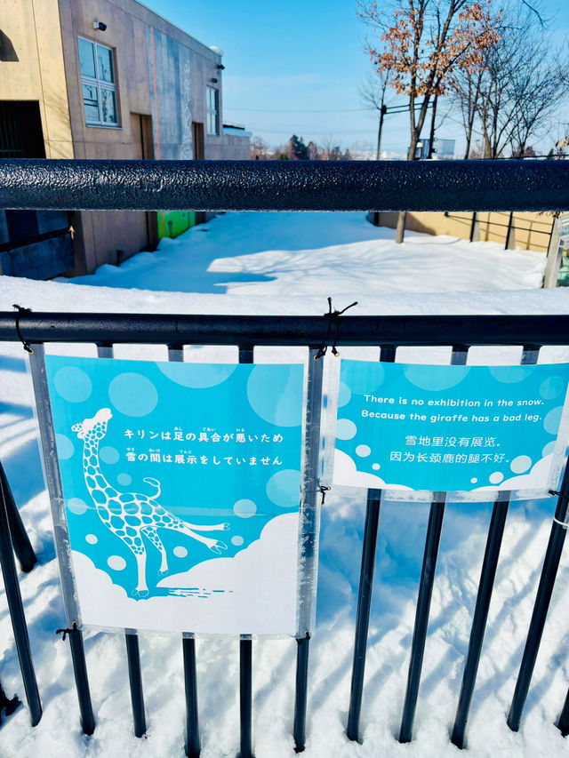 【北海道】旭山動物園：冬日限定超萌企鵝巡遊