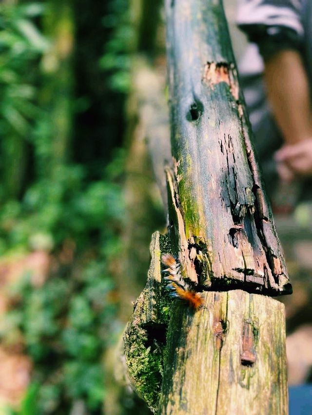 中國四川雅安著名景點：中國桌山，適合打卡拍照📸